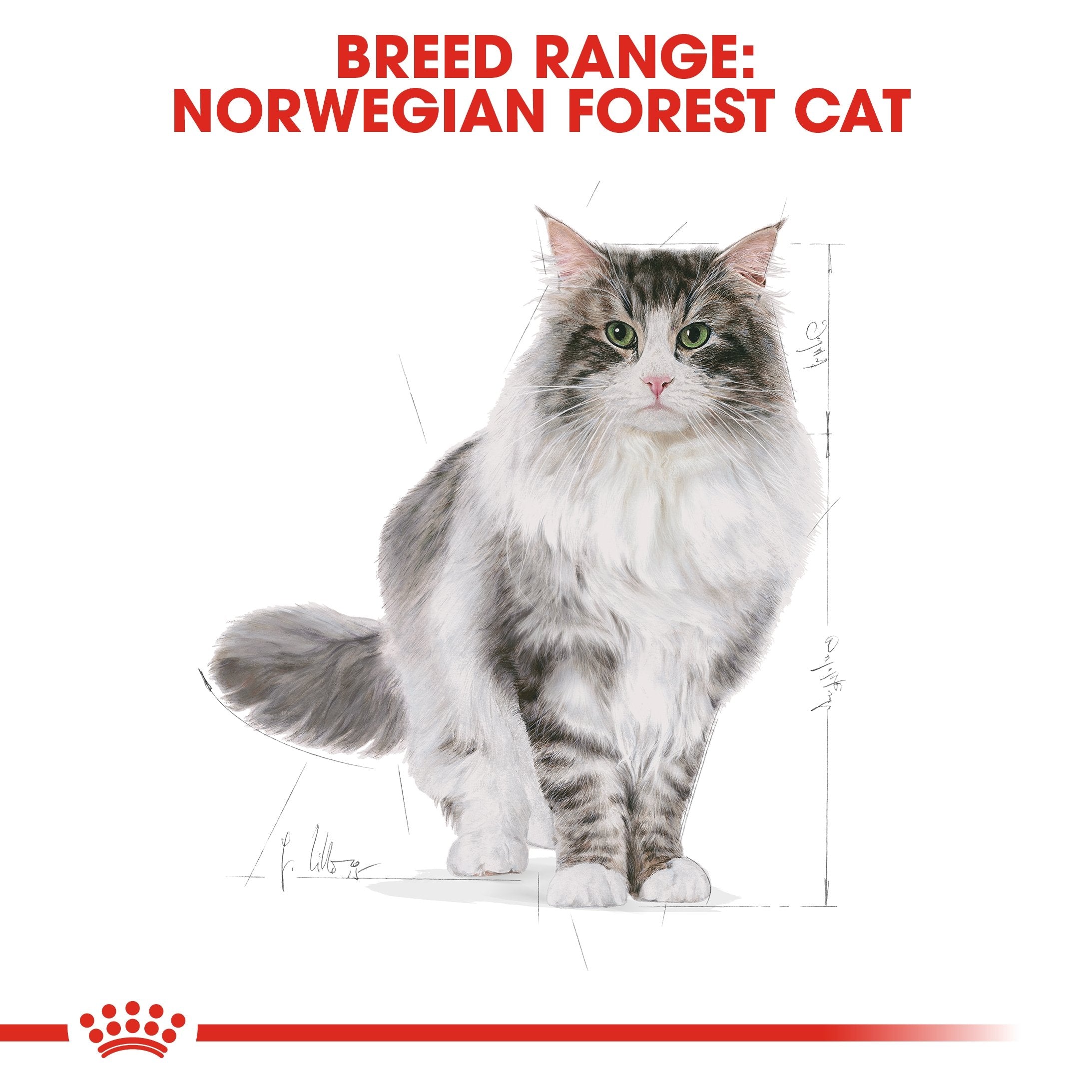 Royal Canin Norwegian Forest Adult Dry Cat Food 2kg